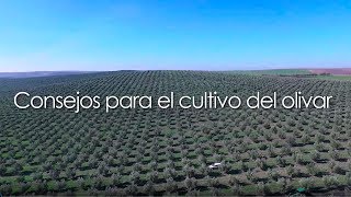 Consejos para el cultivo del olivar