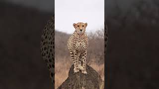 Cheetah marking his territory in the wild!