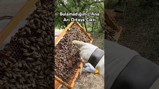 Ana Arı Ortaya Çıktı Icılık I Ibakımı