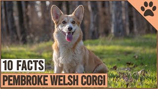 Pembroke Welsh Corgi - Top 10 Facts Dog World