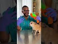 #comedyshorts #funny #viral #foryou #dog #pets #petshorts