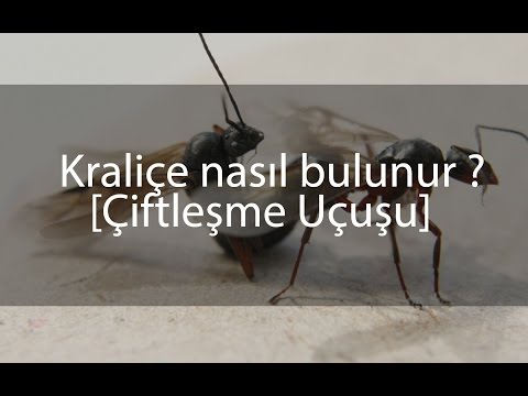 Video: Karınca Kraliçesi (kraliçe): Neye Benziyor, Nerede Bulunur, Işlevleri Nelerdir