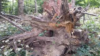 Monte Fumaiolo - VIDEOcamminata alle cascatelle del Tevere parte2
