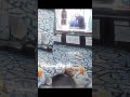حميده بنت ملا مسلم مسلم الوائلي مسلم الوائلي جديد اكسبلور متابعه 313 حره 313