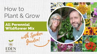 How to Plant & Grow All Perennial Wildflower Seed Mix