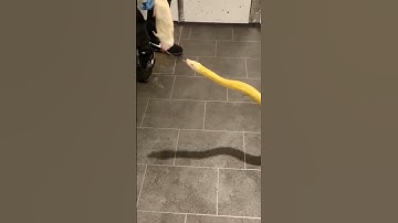 Lavender suntiger retic feeding