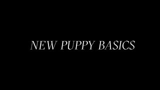 NEW PUPPY BASICS | ANDIS