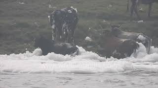 Toxic reality of the Yamuna river, Delhi: Buffaloes bathe amid thick polluted foam on the river