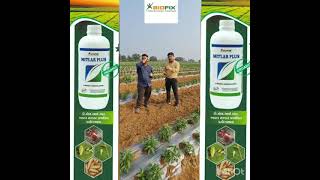 Excellent Results of Biofix New Mitlar Plus in Chilli Crop in Vadodra, Gujarat.