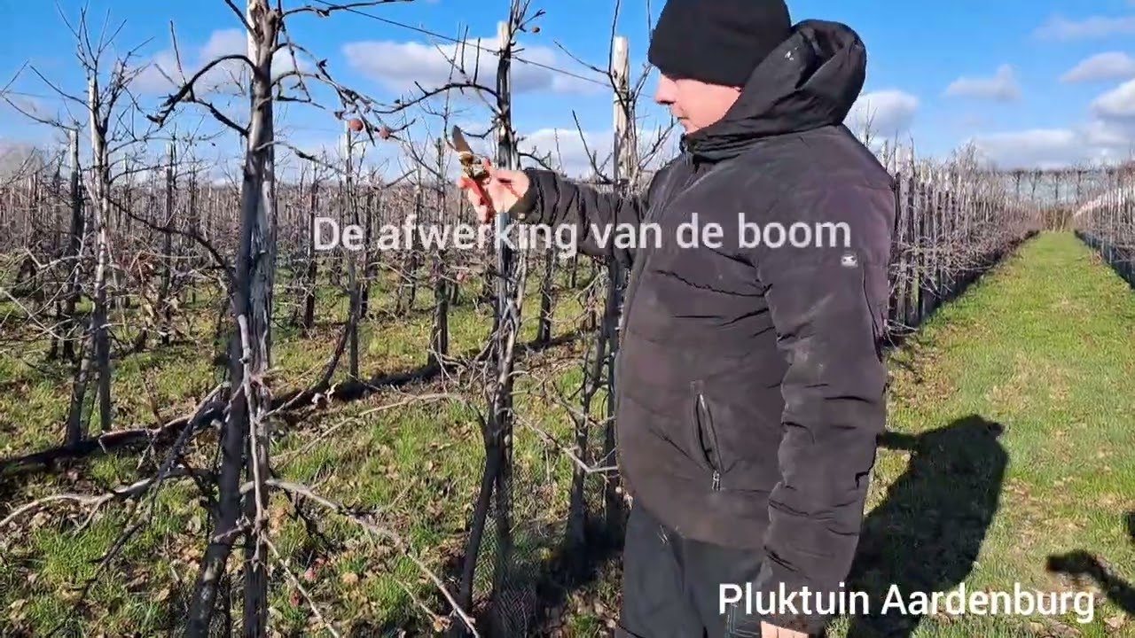 Appelboom snoeien (3 jarige elstar boom)