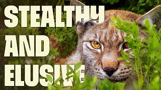 Night Stalker of the Wild | FULL DOCUMENTARY | Europe's Wilderness | @UltimateNatureDocs