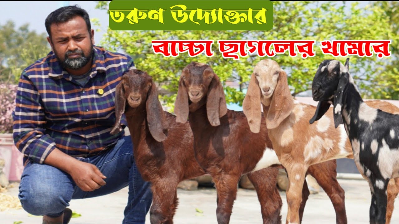 তরুণ উদ্যোক্তার বাচ্চা ছাগলের বানিজ্যিক খামার | কম দামে ভালো মানের বাচ্চা পাবেন এই খামারে | 