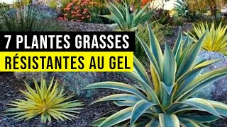 7 PLANTES GRASSES Résistantes au Sec et au Froid !