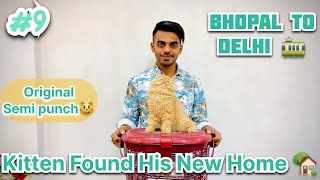 Sent 1 kitten to delhi | All India delivery available | Top quality Persian Kittens | #cat #viral by The Cat house  1,042 views 2 months ago 6 minutes, 48 seconds