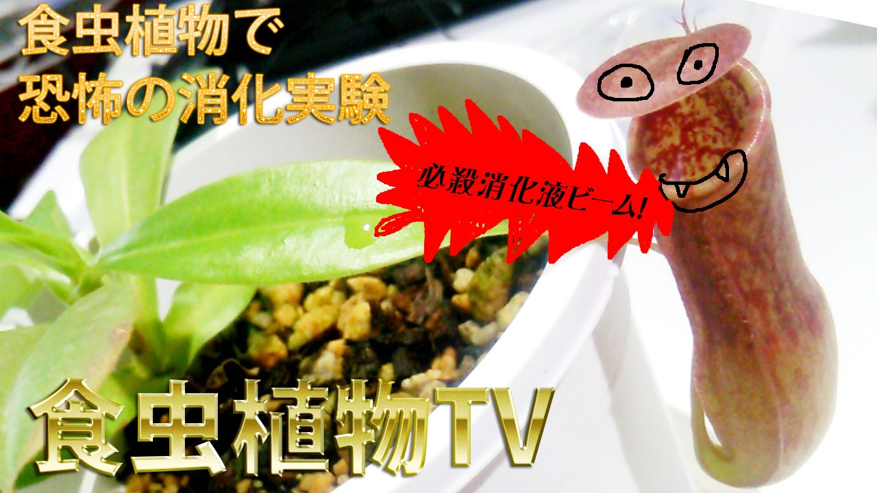 検証 食虫植物のウツボカズラに餌やりしてみる Nepenthes Facile Koto Eating Youtube