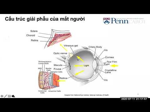 Video TS.Dương Thị Thư _ Sử dụng tế bào gốc vạn năng nhân... - youtube