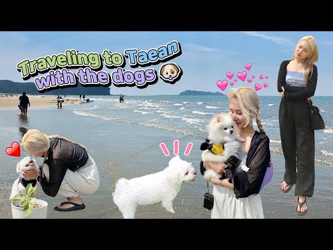 <strong>강아지</strong> 두마리와 함께한 태안 여행🐶🌊💕<strong>강아지</strong> 동반 <strong>펜션</strong>, 간장게장 게국지 맛집 추천!