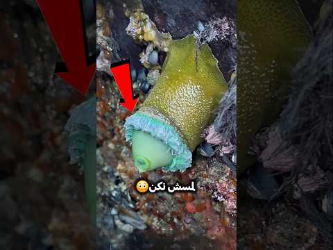 اگه این ژله های سبز رو لمس کنی اینجوری می شی