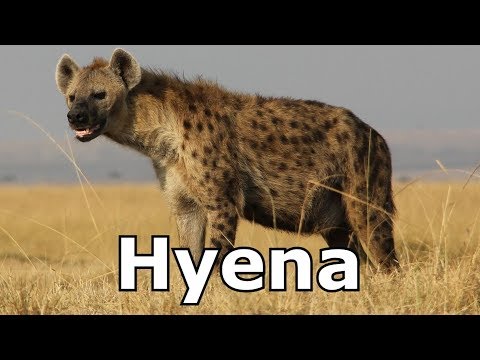Hyena Sounds & Hyena Pictures ~ The Sound a Hyena Makes
