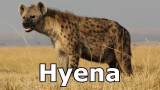 Hyena Sounds & Hyena Pictures ~ The Sound a Hyena Makes