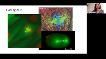 Marileen Dogterom: Building minimal cytoskeletal systems for synthetic cells - Build-a-Cell seminar