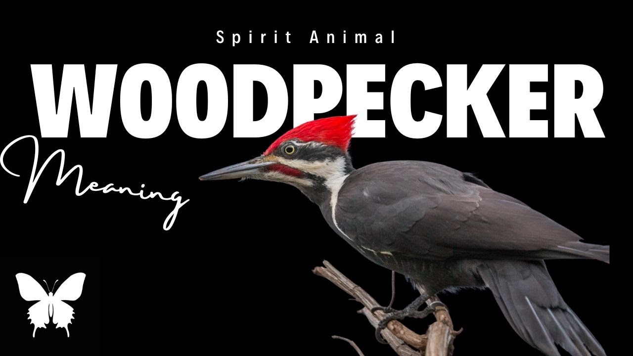 Woodpecker Spirit Animal | Woodpecker Spirit Guide| Woodpecker Symbolism
