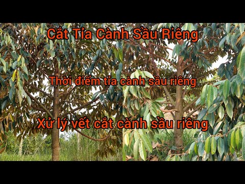 Chia Sẽ Cách Cắt Tỉa Cành Sầu Riêng Ri6-Cắt Tỉa Cành Lúc Cơ Đọt Già Sẽ Không Ảnh Hưởng Đến Cây Sầu