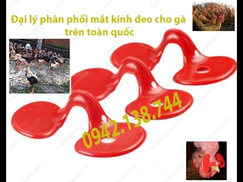 Video hướng dẫn cách đeo kính cho gà khắc phục m.ổ lông |... - youtube