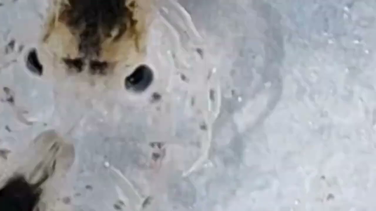 Dungeness crab megalopae video