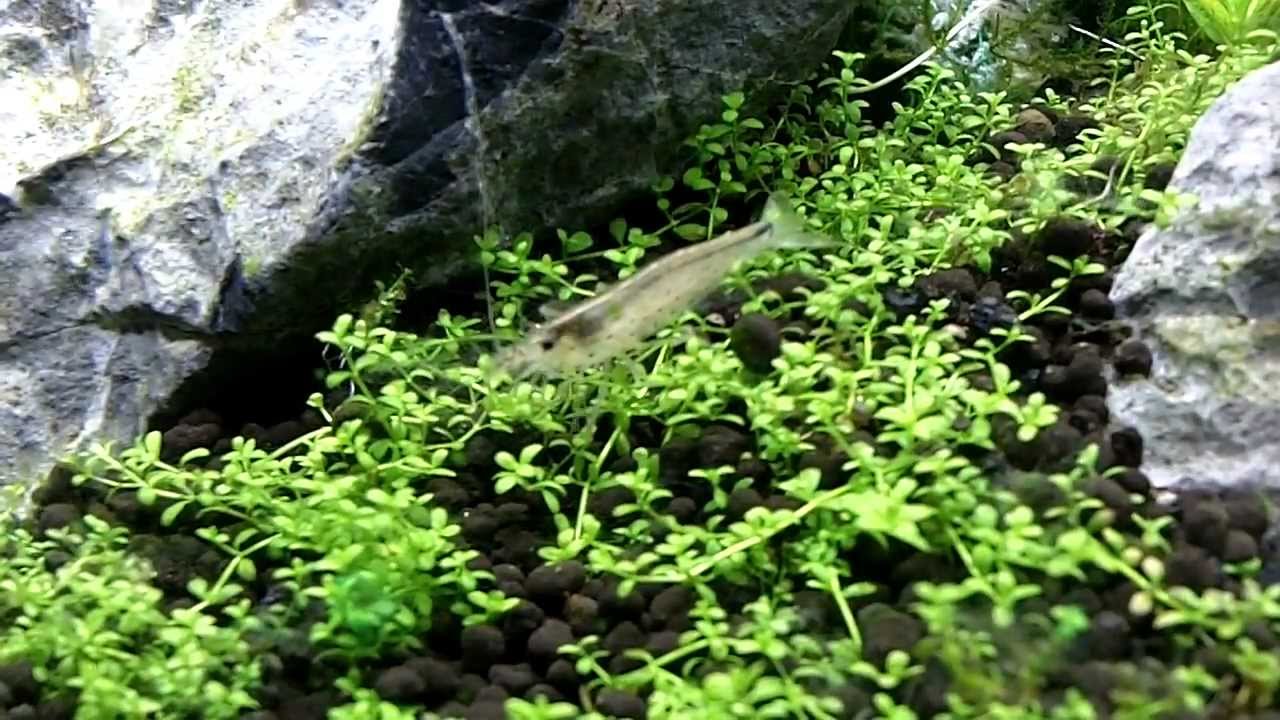 Amano Shrimp - Grazing Hair Algae on HC