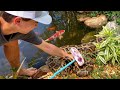 SAVING Priceless KOI From GIANT SNAKE!!