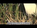 Garcita blanca (Egretta thula) NIDIFICACION