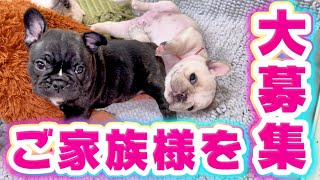 【生後9日、34日】 ご家族様を大募集中！※概要欄にママさんのLINEがあるのでそこからお問い合わせを