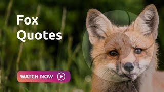 Fox Quotes