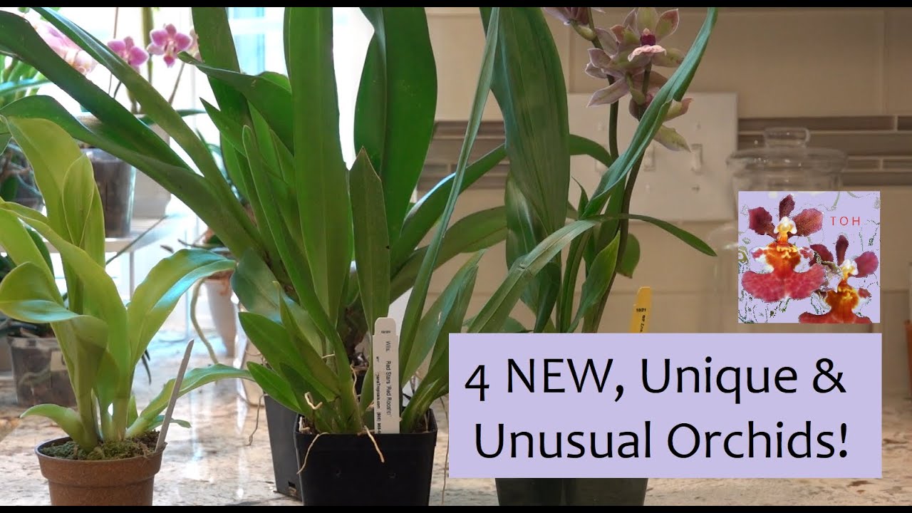 Four New, Unique, & Unusual Orchids! | How Did I Get Here