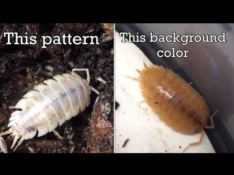 Porcellio laevis ‘How Now’ x ‘Orange’ Project Isopod Breeding Project Update