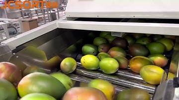 JC SORT Mango cleaning, sorting and packaging line, Mango grading line