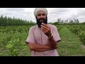 Advanced Taiwan pink Guava 🍐 plant's after 8 month's complete in Plantation call me 🤙🏻 9236914147