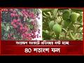 রংপুরের হাঁড়িভাঙ্গা আম ও লিচুর পরিচিতি বাড়ছে বিশ্ববাজারে | Rangpur News | Agriculture | Mango