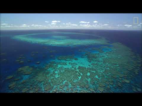 Видео: Коралов риф. Голям коралов риф. Подводният свят на коралови рифове