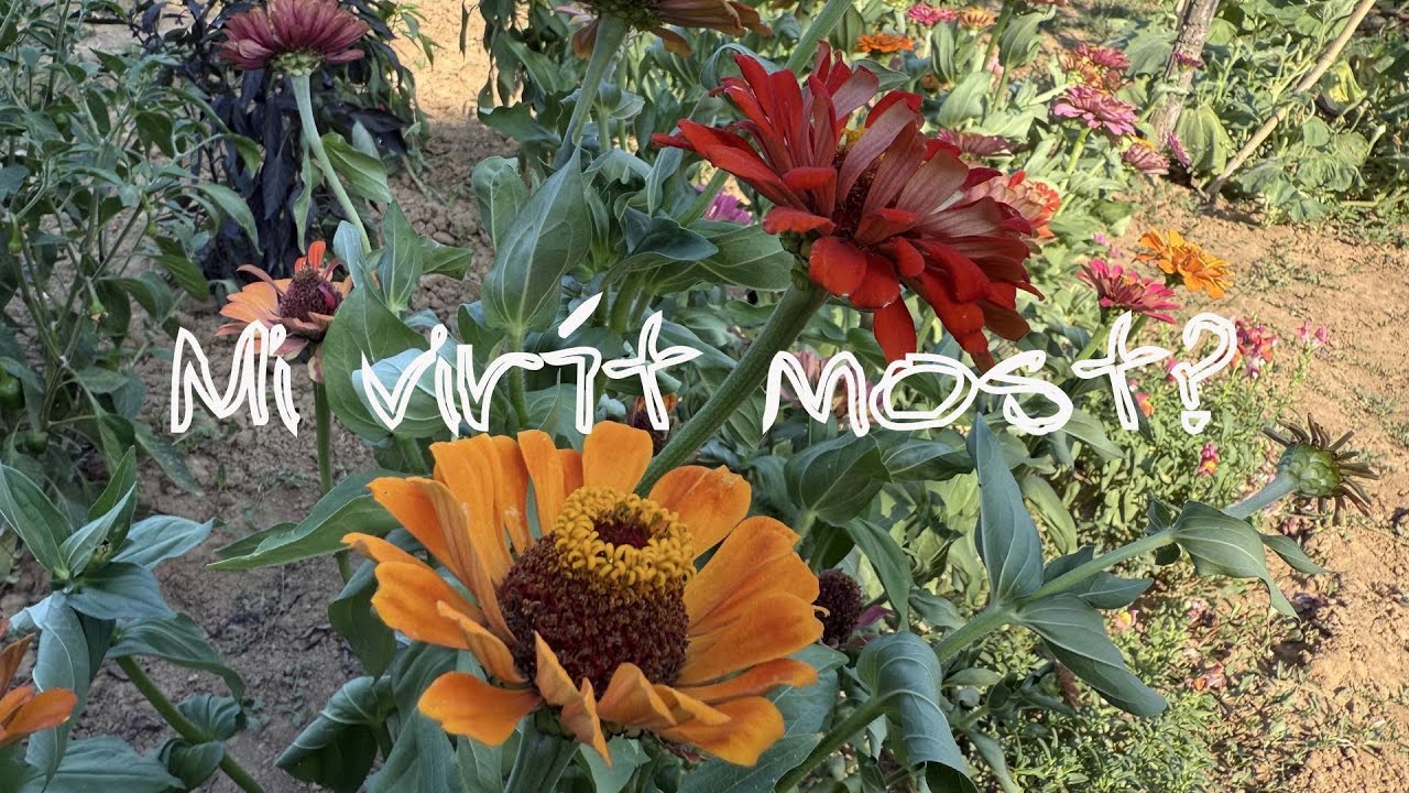 Ep. 363.: Mi virít most?