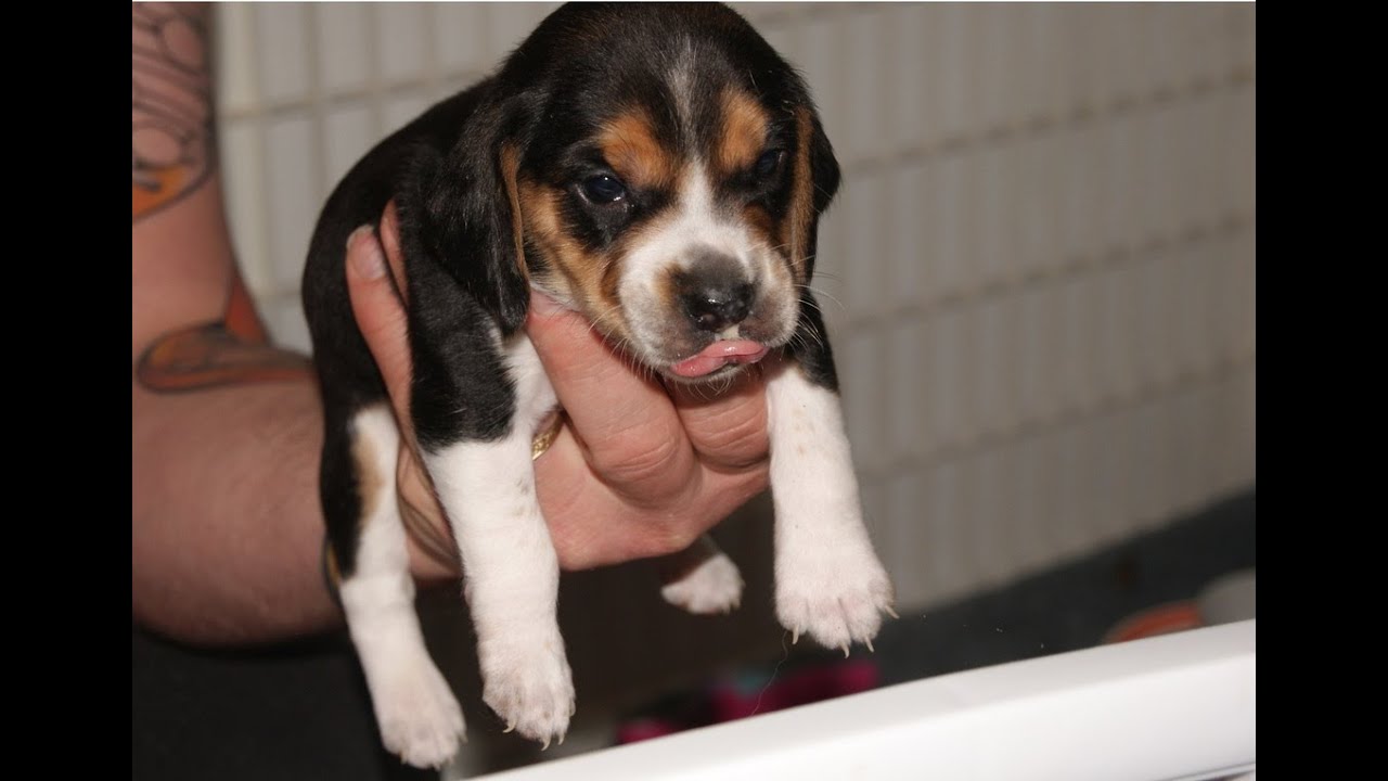Buy A Beagle Puppy Pocket Beagles Cute Tiny Puppies For Sale Youtube