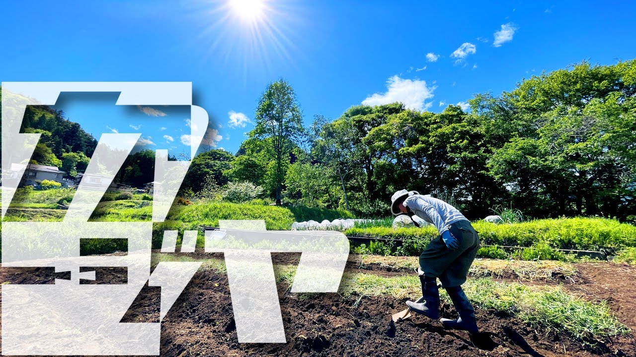大きい畑を始めました/自然農に挑戦