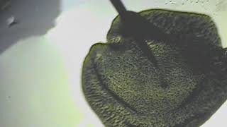 Flatworm Anatomy