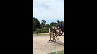 Flatwork and jumping lesson with Archer 