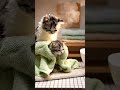 ミニチュア猫🐾癒しのバスタイム🐈🛁Miniature cat 🐾 Relaxing bath time