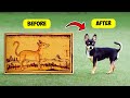 10 Dog Breeds with Most Unexpected Histories