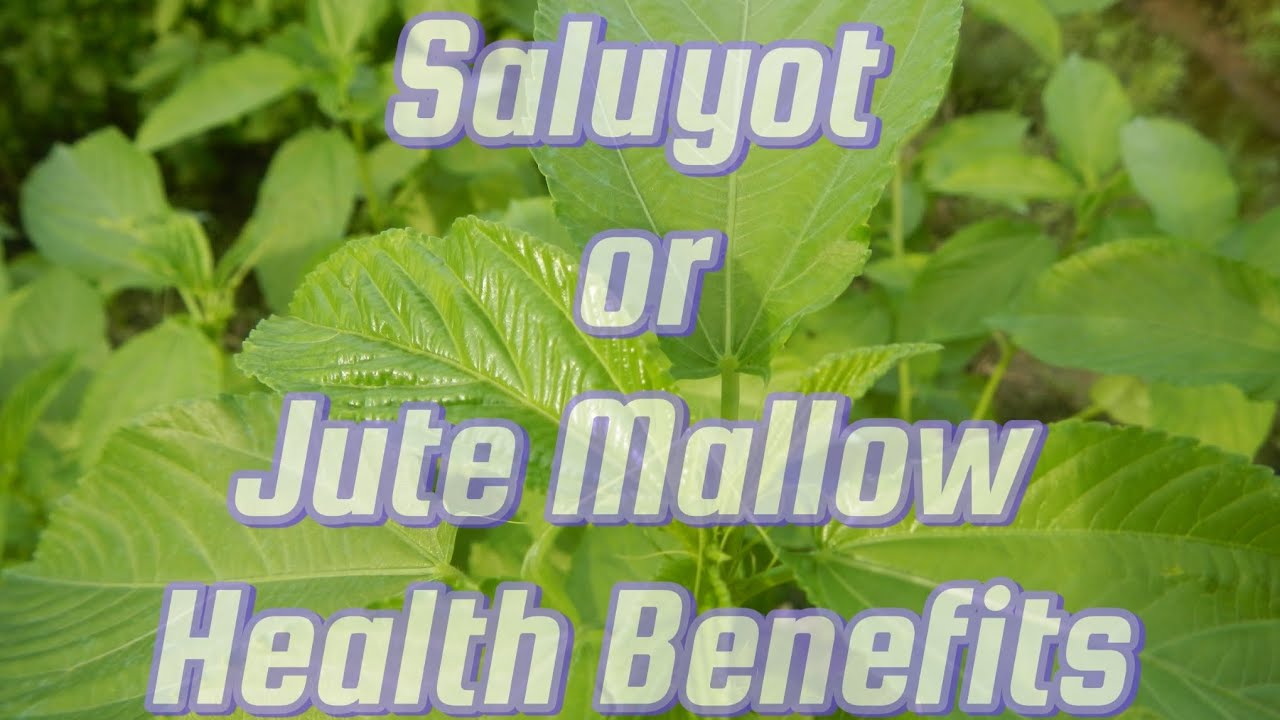 saluyot-or-jute-mallow-soup-health-benefits-of-jute-mallow-or-saluyot
