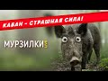 Кабан - страшная сила! К как вести себя при встрече с дикими кабанами | пародия «Котёнок»