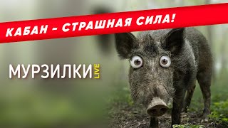 Как вести себя при встрече с дикими кабанами | пародия «Котёнок»